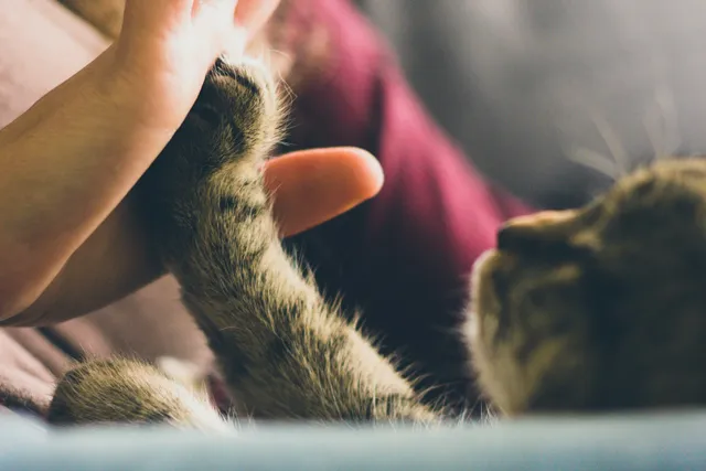 How Much Will Cat Sitting Cost Me in 2026? Hourly & Daily Rates