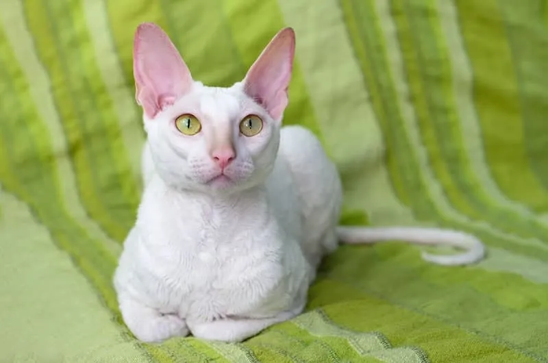 white cornish rex cat lying on the couch at home