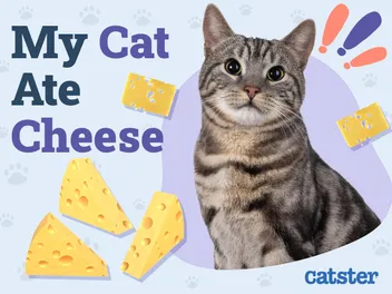 My Cat Ate Cheese: Vet Approved Advice on What to Do