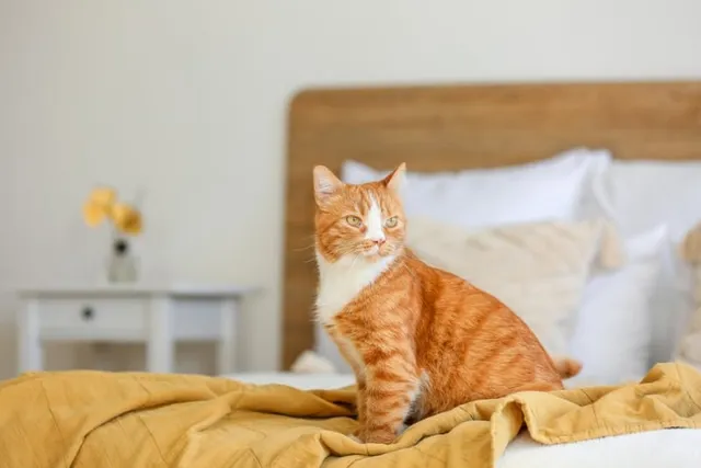 14 Cat-Friendly Hotels Chains for Holiday Travel in 2026
