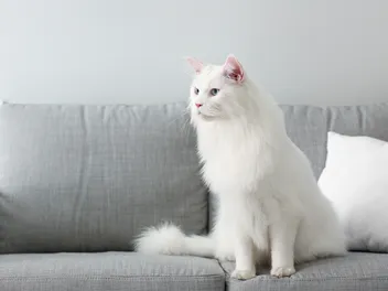 Are Indoor Cats Happy & Fulfilled? Vet-Verified Facts & FAQ