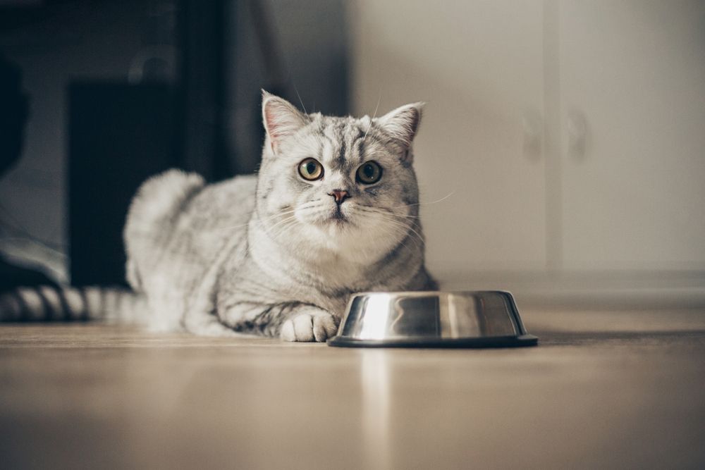 cat by a bowl