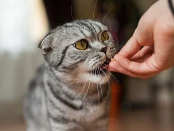 5 DIY Pill Pockets for Cats You Can Make Today