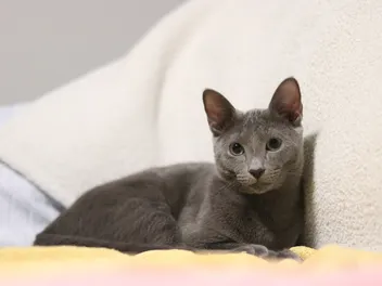 Why Do Cats Walk in Circles Before Lying Down? Vet-Verified Facts & FAQ
