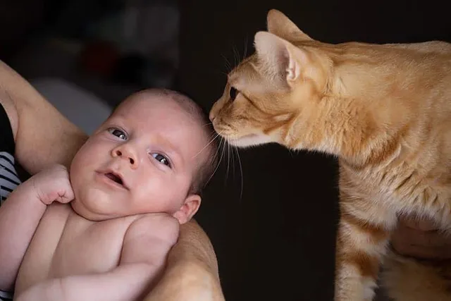 Can A Cat And A Newborn Interact Safely? How to Prepare & Safety Risks