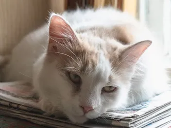 Triaditis in Cats: Causes, Signs & Treatments (Vet Answer)