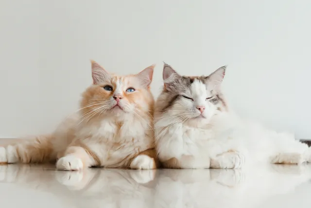 Is It Better to Have Two Cats (or More)? Vet-Verified Factors to Consider & Tips