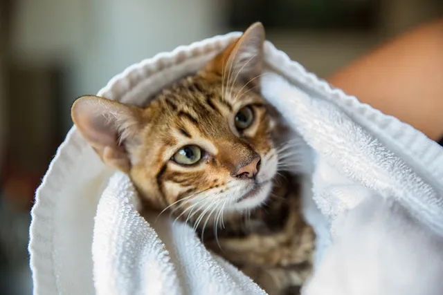How to Give a Cat a Bath Without Water: Vet-Approved Step-by-Step Guide