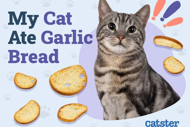 My Cat Ate Garlic Bread! Here's What to Do (Vet Answer)