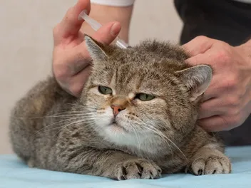 What Happens if I Give My Cat Too Much Insulin? (Vet Answer)