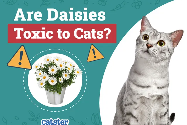 Are Daisies Toxic to Cats? Vet-Reviewed Risks & Advice