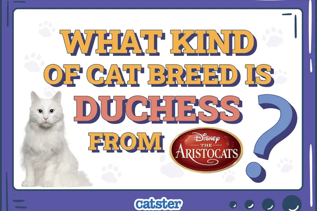 What Kind of Cat Breed Is Duchess from The Aristocats? Disney Felines Explained