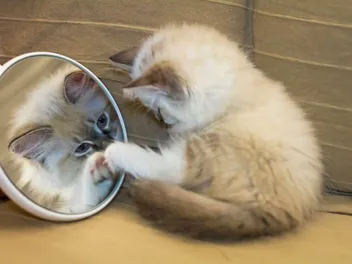 Why Is My Cat Scratching the Mirror? Possible Causes & Vet-Reviewed Solutions