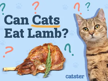Can Cats Eat Lamb? Vet-Reviewed Pros & Cons