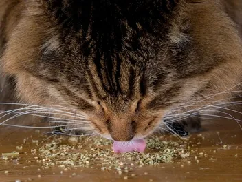 Can I Put Catnip in My Cat’s Food? Vet-Reviewed Potential Pros & Cons