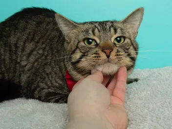 Cat Does Not Purr: 4 Vet-Reviewed Reasons