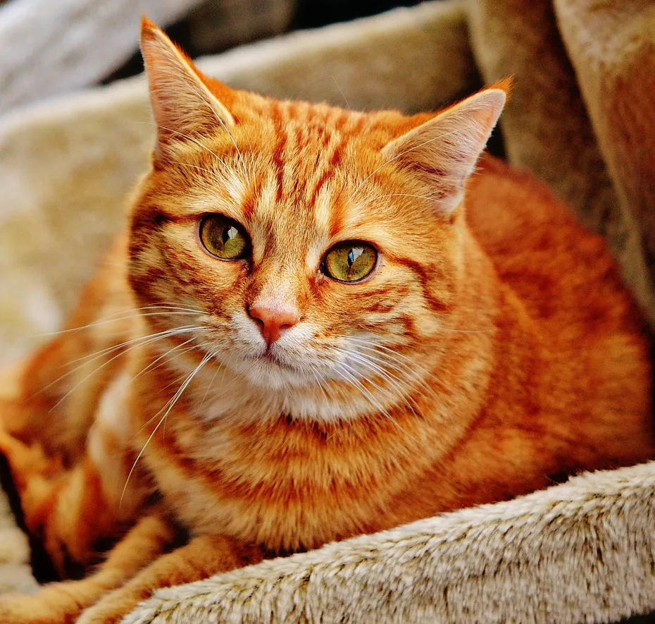 Orange cat lying in a nice box