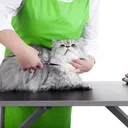 Do Cats Need Professional Groomers? Vet-Reviewed Cleaning Facts & Tips