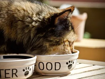 9 Best Holistic Cat Foods in 2026 - Reviews & Top Picks
