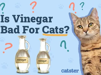 Is Vinegar Bad for Cats? Vet-Reviewed Safety Concerns