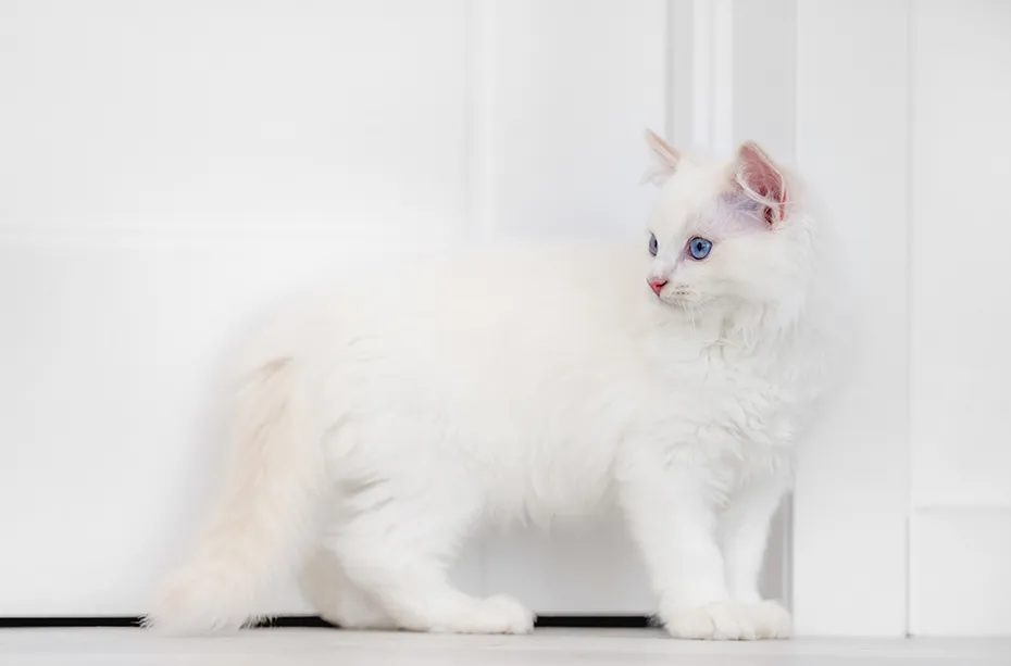 young white ragdoll cat in front of the door