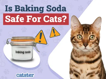 Is Baking Soda Safe for Cats? Our Vet Explains Dangers & Safe Uses
