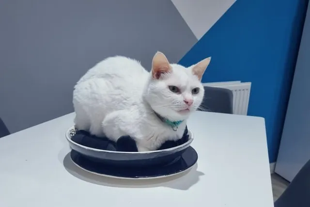 Cat Food: Why It Pays to Get It Right