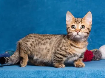 Munchkin Bengal Cat Mix: Breed Info, Care Guide, Pictures & Traits