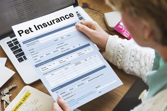 Does Homeowner's Insurance Cover Cats? Exclusions & Policy FAQs