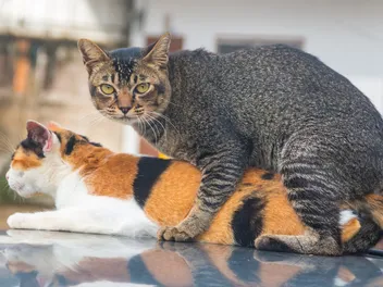 Cat Humping: Reasons They Do It, Prevention, Facts & FAQ (Vet Verified)