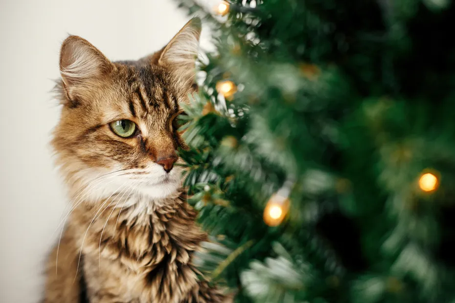 tabby cat sitting behind the christmas tree