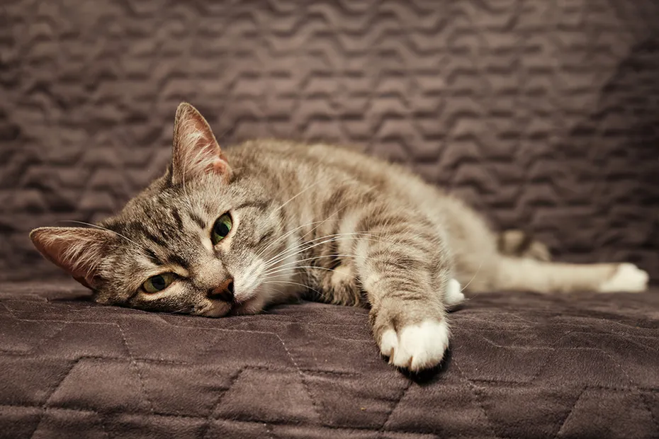 sick cat lying on the sofa