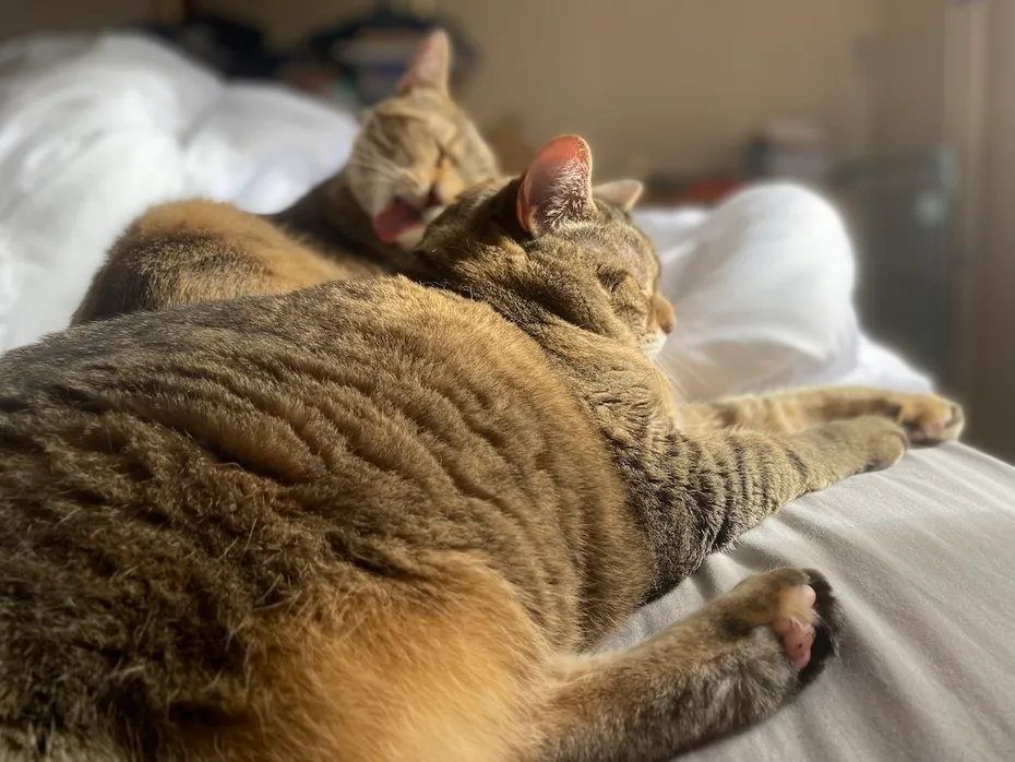 Pancake and Tiller often cohabitate without issues.