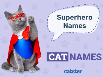 100+ Superhero Cat Names: Ideas for Active & Daring Cats