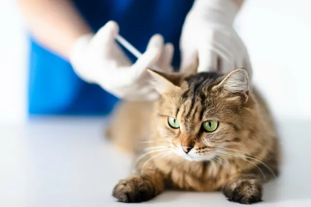 How Often Do Cats Need Rabies Shots? Vet Approved Facts & FAQ