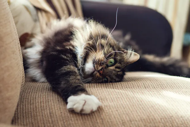 Why Do Cats Roll Around on Their Backs? 7 Vet-Reviewed Reasons (With Infographic)