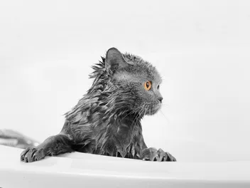 Is Bathing a Cat Necessary: Or Is It Just a Myth? Vet-Verified Explanation