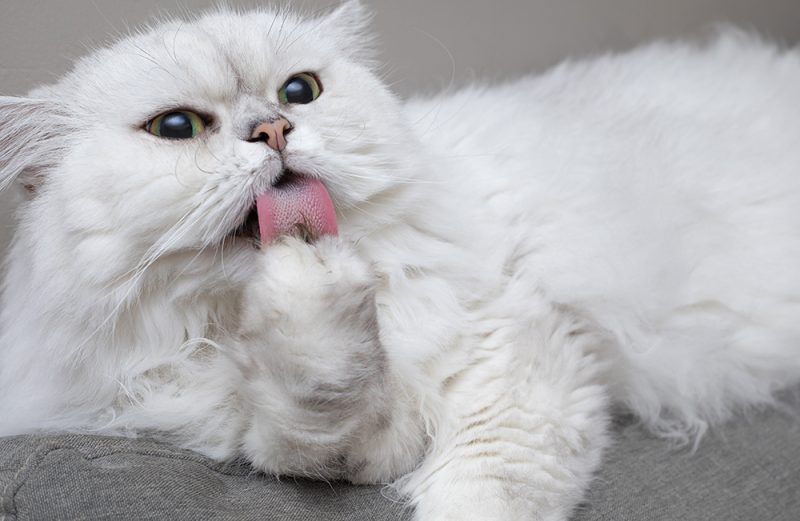 Chinchilla Persian Cat Breed: Info, Pictures, Temperament & Traits