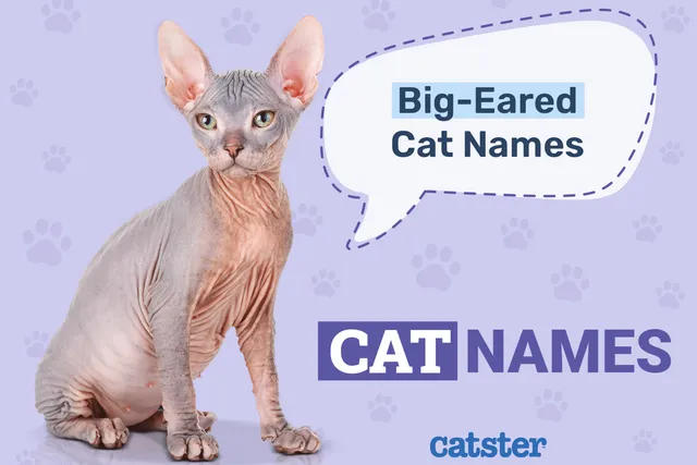 190+ Big-Eared Cat Names: Creative and Funny Ways to Call Your Pet