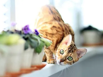 Are Bengal Cats Hypoallergenic? Vet-Verified Breed Facts & FAQ
