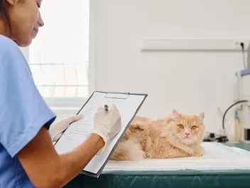 Are Vets Charging Too Much? Check Out the Results of the UK Investigation