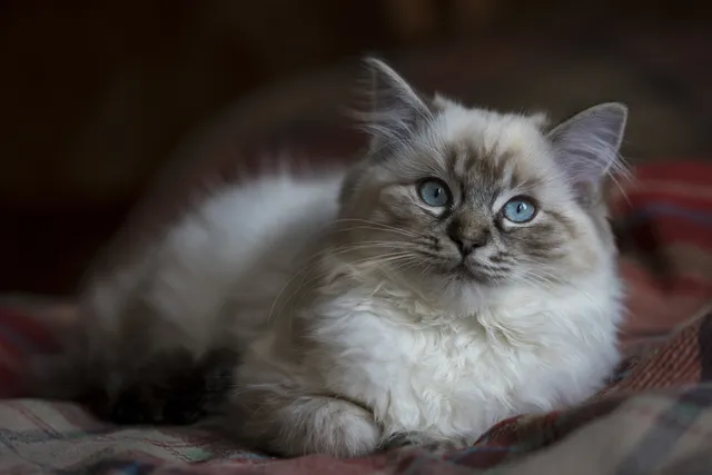 20 Cool Cat Breeds: Top Choices for Your Home (With Info & Pictures)