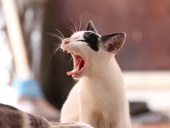 My Cat's Grinding Their Teeth: Our Vet Explains