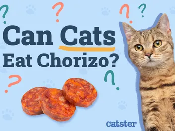Can Cats Eat Chorizo? Vet-Reviewed Facts & FAQ