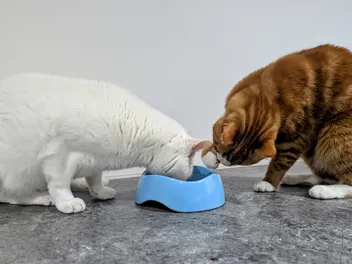 Solving the Mystery of the Messy Bowl: Cats on Camera