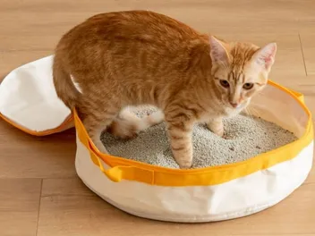 9 Best Travel Litter Boxes in 2026 - Reviews & Top Picks