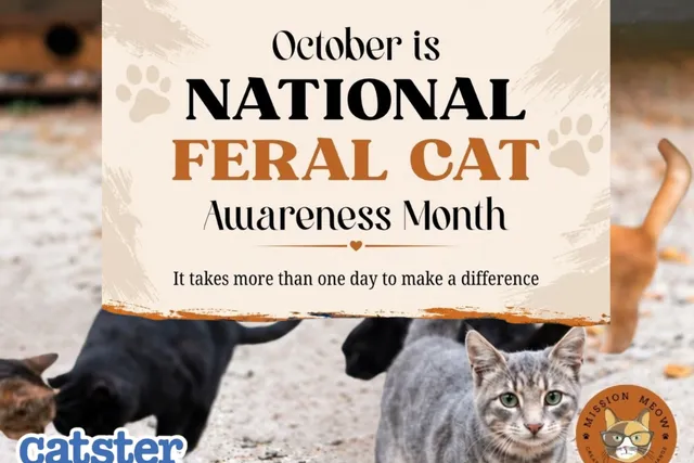 National Feral Cat Awareness Month: Understanding and Helping Community Cats