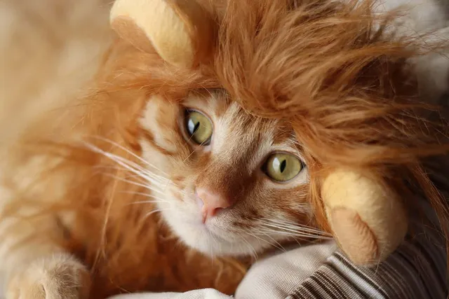 13 DIY Costumes for Cats You Can Make Today (With Pictures)