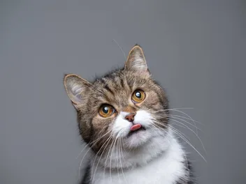 Why Do Cats Blep? 11 Vet-Veified Reasons for This Behavior