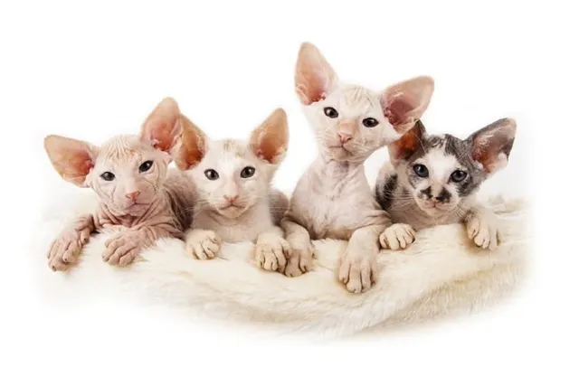Sphynx Kittens for Sale in U.K: Breeder List 2026